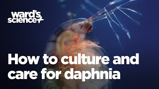 Caring and Culturing for Daphnia [upl. by Candra]