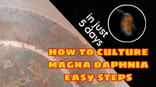 How to Culture Magna Daphnia Easily [upl. by Ettezzil]