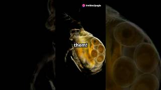 How to culture Daphnia for your Aquarium [upl. by Jessen128]