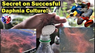 How to Culture Daphnia Successfully [upl. by Lenrad]