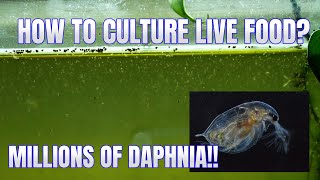 How to Culture Daphnia Secret Method to Breed MILLIONS  Simply Aquatic [upl. by Massingill]