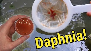 How I Culture Daphnia In Outdoor Tubs [upl. by Atirihs]