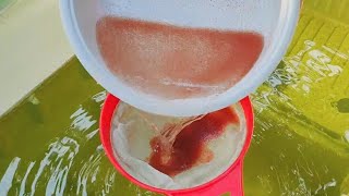 How to culture daphnia  Daphnia culture  How to grow daphnia outdoor [upl. by Ashly]