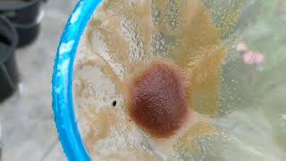 How to culture daphnia moina in a small container Part 1 English Subtitle [upl. by Notsag679]