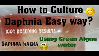 Daphnia MagnaHow to Culture Daphnia Easy wayCulturing Daphnia using Green water Daphnia [upl. by Nisbet]