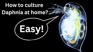 BEST Live Fish Food Beginner guide How to Culture Daphnia at home [upl. by Dianne]