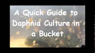 How to culture daphnia outside [upl. by Soalokcin]