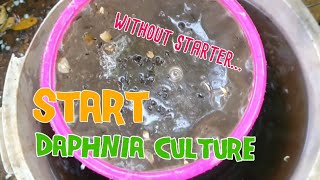 How to culture daphnia moina the easy way 1  Starting the Daphnia culture [upl. by Akirderf]