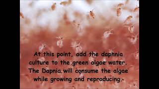 Daphnia  How to grow daphnia in your home [upl. by Erlandson]