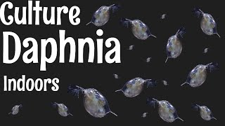 How to Culture Daphnia [upl. by Schenck570]