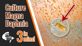 How to culture DAPHNIA MAGNA  The easy way [upl. by Novehc207]