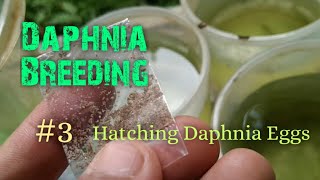 Daphnia Culture made simple and easy 3  Hatching Daphnia eggs [upl. by Esir]