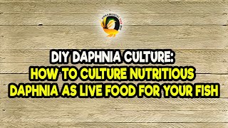 DIY Daphnia Culture How to Culture Nutritious Daphnia as Live Food for Your Fish [upl. by Lenard570]