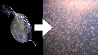 How I Culture Daphnia [upl. by Megen]