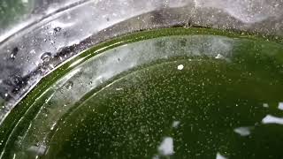 DAPHNIA MOINA CULTURE IN A SMALL BUCKET [upl. by Frech]