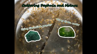 How To Culture Daphnia and Moinas using Green Water Spirulina powder [upl. by Aninahs]