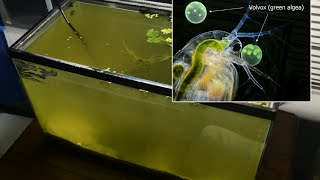 Raising Daphnia for the Freshwater Aquarium [upl. by Lorette]