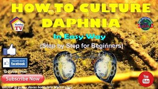 HOW TO CULTURE DAPHNIA In Easy Way [upl. by Phillie]